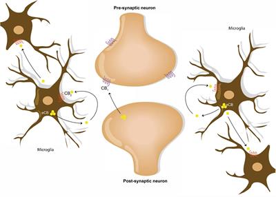 Endocannabinoid Signaling for GABAergic-Microglia (Mis)Communication in the Brain Aging